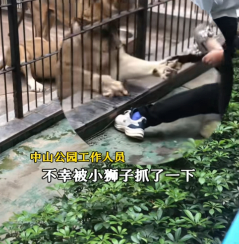 女孩喂狮子被隔栏抓腿拉扯28秒脱险