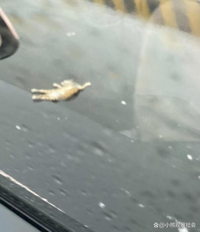 300公里高速发现62具宠物尸体 春节返程路上的惨烈真相