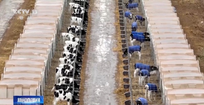 母牛产犊高峰期 科技“护航”接犊育幼