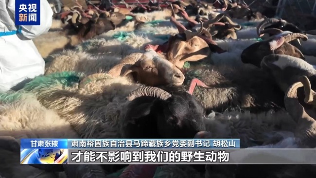 下山借牧還交上了朋友 這趟“冬牧”值了