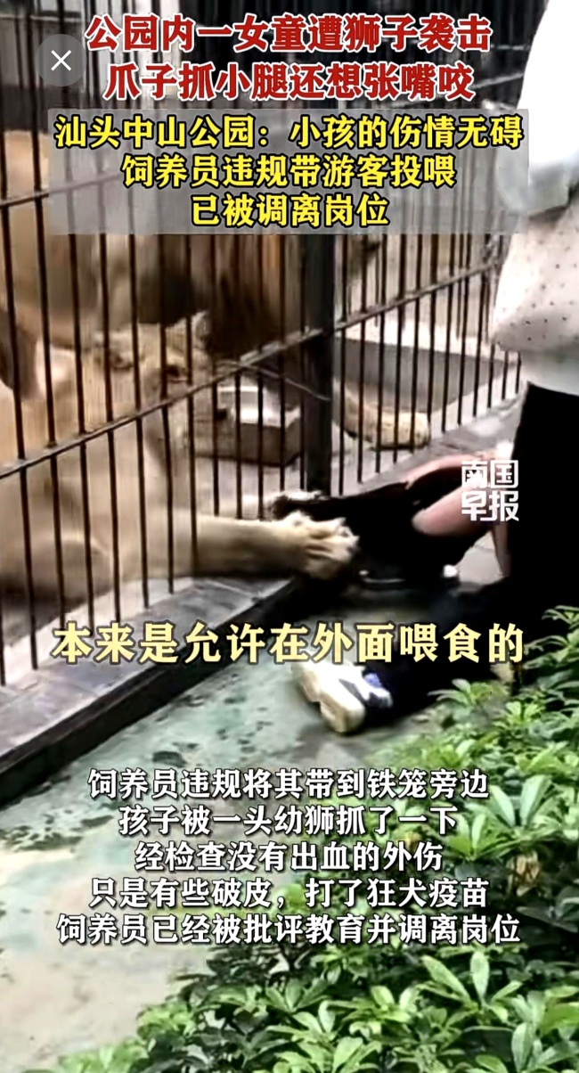女童近距离投喂被狮子抓住 园区管理漏洞暴露