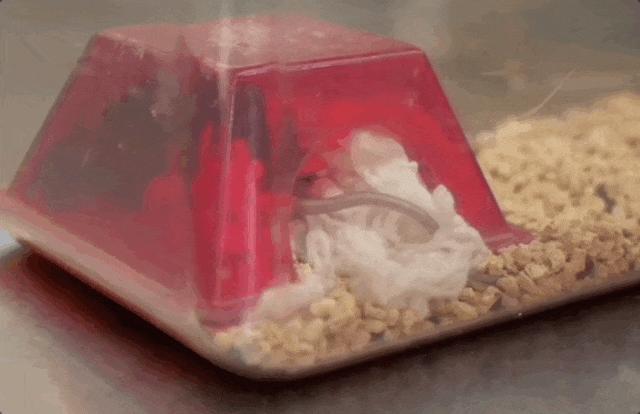 航天小鼠已顺利产下三窝后代 太空之旅增强生育能力