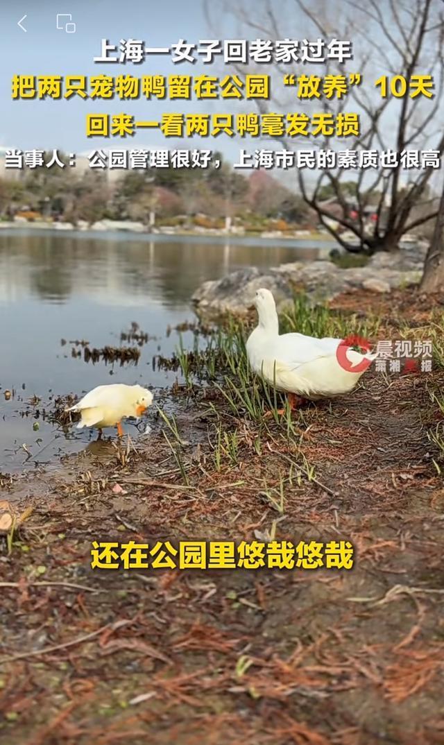女子公园放养10天宠物鸭毫发无损 悠哉游哉在公园