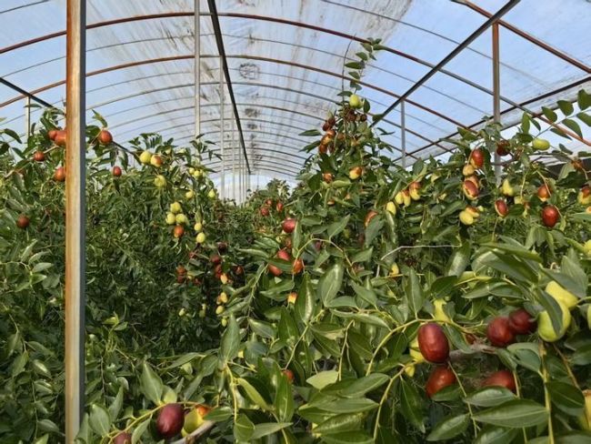 黄河古渡“新事”|新春走基层