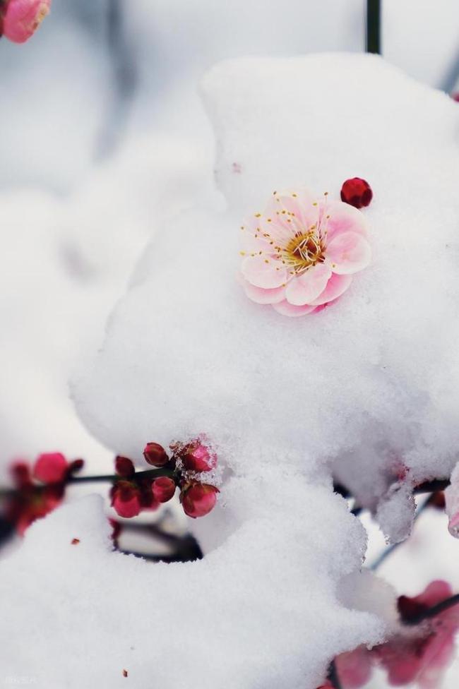 北京下雪了!故宫已经飘起雪花,被雪中的紫禁城惊艳到了 春雪装点京城美景