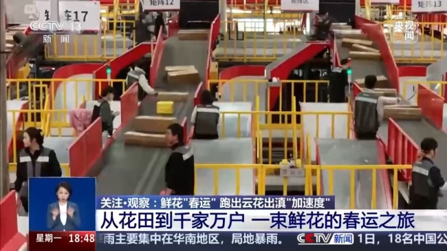 从花田到千家万户 一束云南鲜花的“春运之旅”