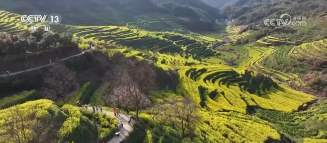 去踏青，春意正浓！“春日经济”蓬勃绽放