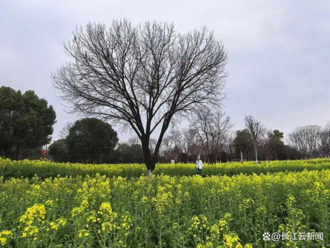 武汉将出现“超长春天”