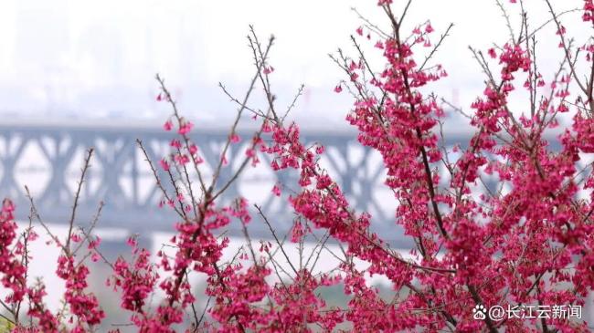 武汉将出现“超长春天” 花海接力赛开启