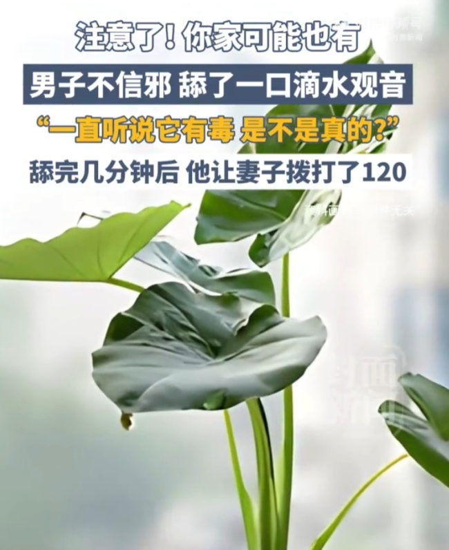 一男子舔滴水观音差点没命