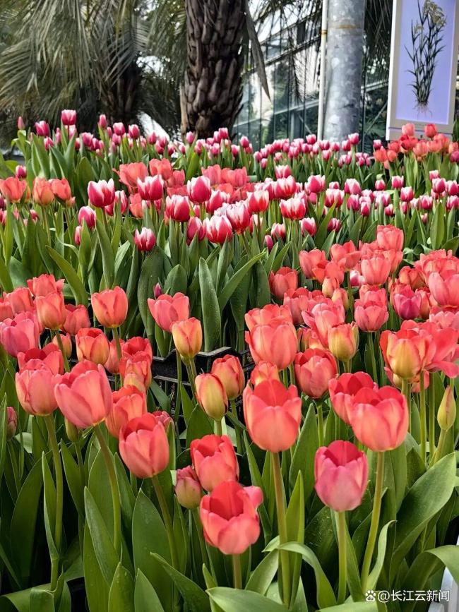 武汉将出现“超长春天” 花海接力赛开启