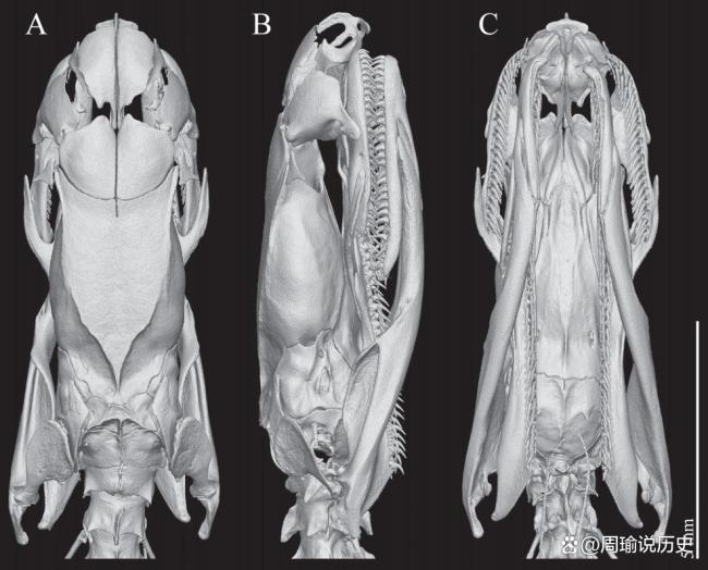 17岁男生发现新物种筷子蛇登上SCI 少年科学梦成真