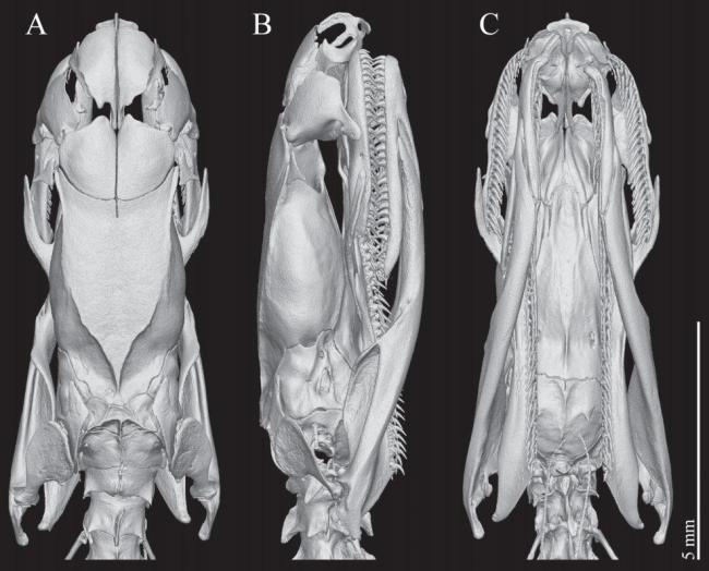 17岁男生发现新物种筷子蛇SCI发文 小小少年怀揣科学梦