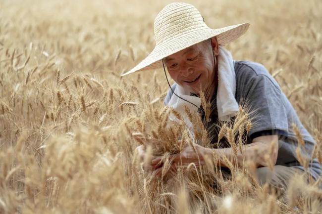 专家：应更快提升农民养老金水平 迈向“里程碑”式跨越