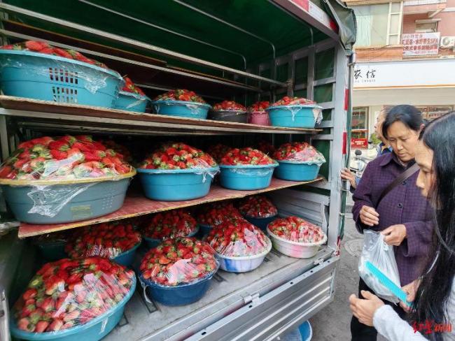 草莓价格跳水 批发价低至1-2元/斤 多地迎来“草莓自由”