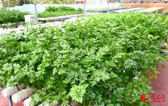 代表：要让农民工老有所依 关注农村留守老人养老问题