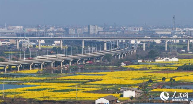 江西南昌：油菜花开春色美