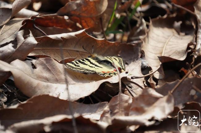 带虎皮纹的“怪蝶”现身合肥