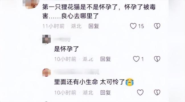 小区10余只流浪猫疑被毒杀 警方介入 现场惨不忍睹