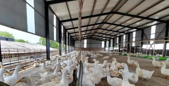 一只活鸭40元 烤鸭为何只要18元 产业效率的秘密