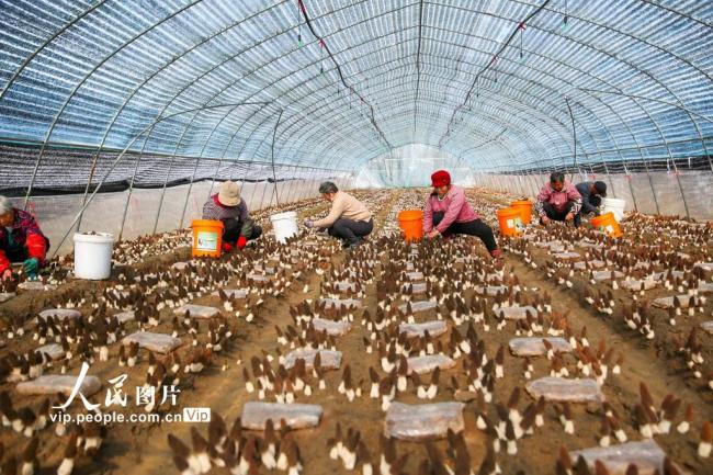 江苏如皋：采摘羊肚菌