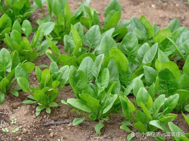 惊蛰后适合种什么蔬菜 5种蔬菜管理简单吃到夏天