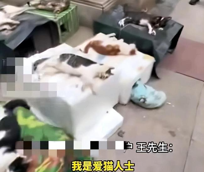 小区10余只流浪猫疑被毒杀 警方介入 现场惨不忍睹