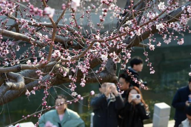 雪后北京天气晴朗,十里堡山桃花开 春日赏花正当时
