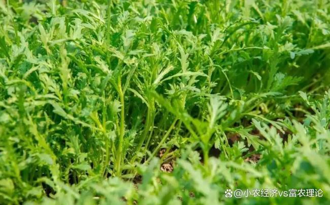 惊蛰后适合种什么蔬菜 5种蔬菜管理简单吃到夏天