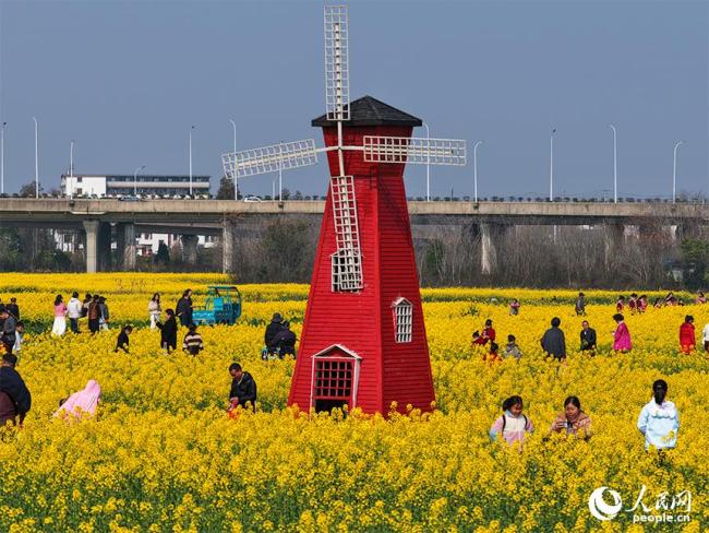 江西南昌：油菜花开春色美