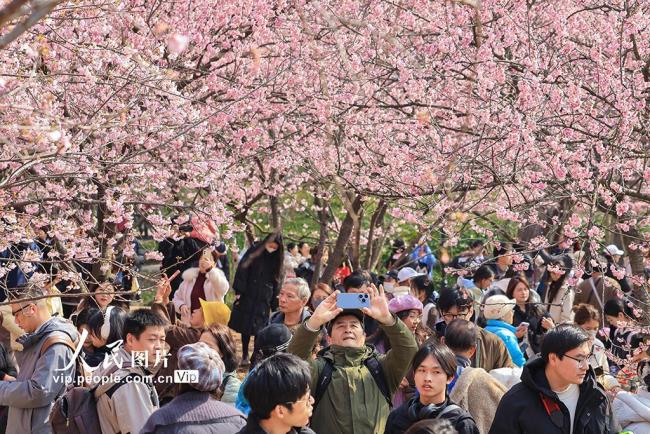 江苏南京：樱花烂漫春意浓