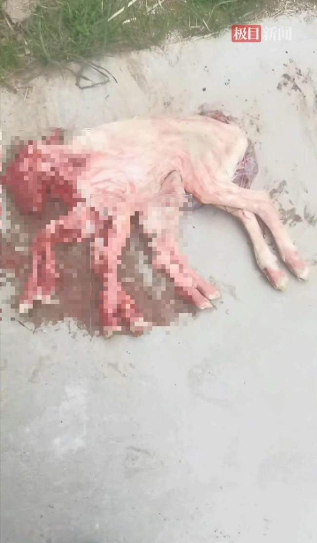 养殖户家降生8条腿“章鱼羊”