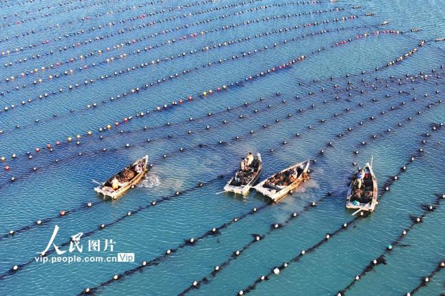 山东荣成：收获海带 供应市场