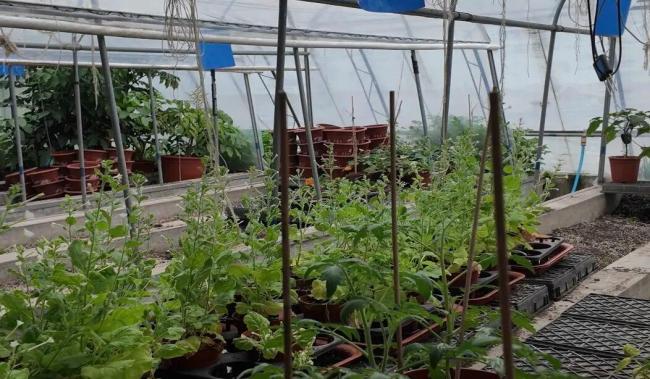 种菜的问题都可以问他 短视频中的“科普网红”