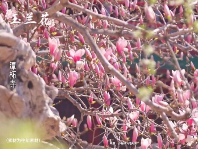 接下来是无数次的春和景明 花开满城浪漫时