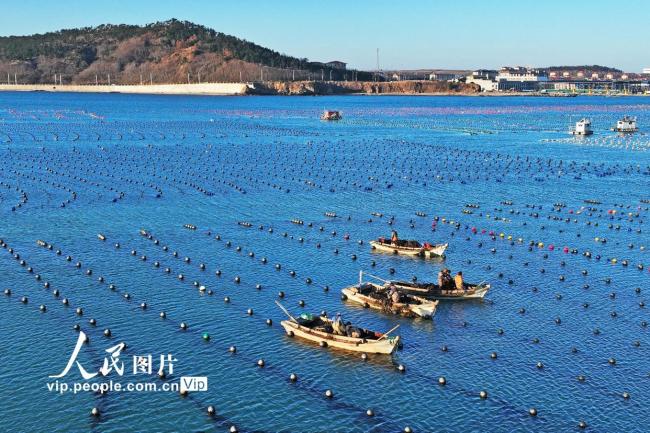 山东荣成：收获海带 供应市场