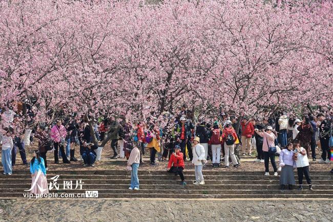 江苏南京：樱花烂漫春意浓