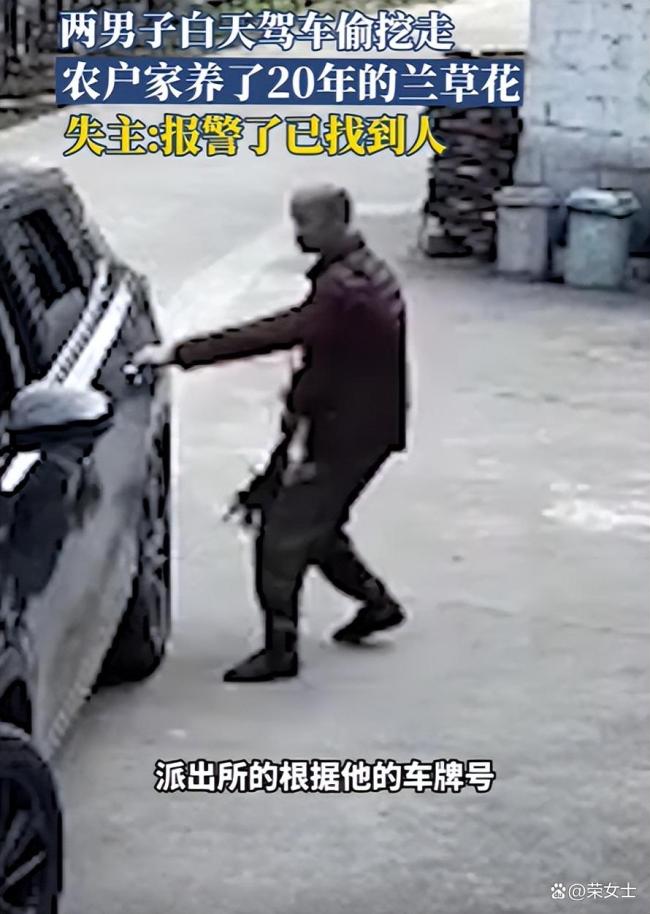 两男子白天驾车偷挖走，农户家养了20年的兰草花 20年心血付诸东流
