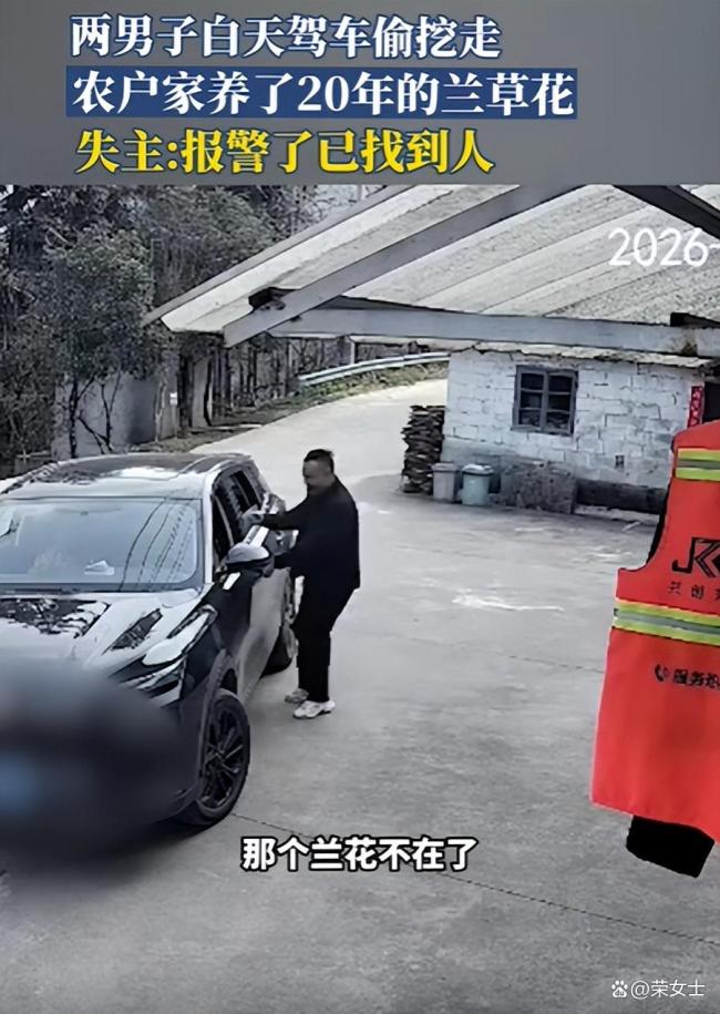 两男子白天驾车偷挖走，农户家养了20年的兰草花 20年心血付诸东流