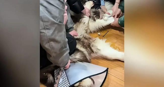 百斤大犬咬伤男子后被安乐死