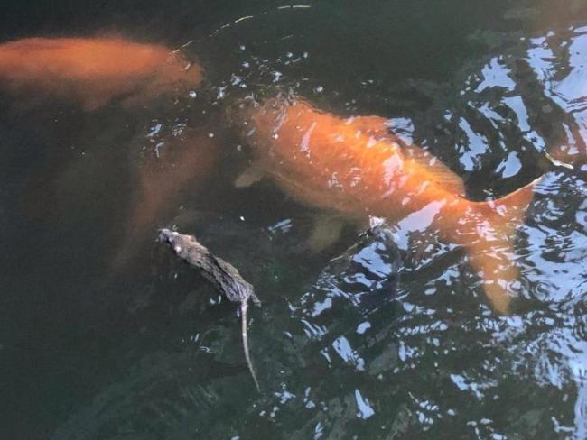 景区回应老鼠在西湖游泳与锦鲤抢食