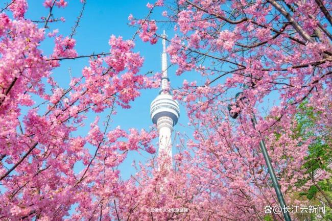 樱花开了 粉色旋风席卷江城