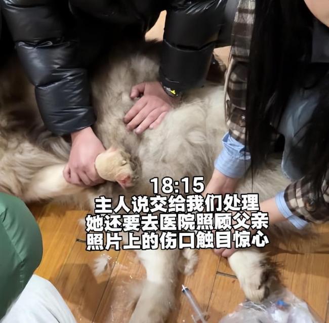 女子回应发咬人犬只安乐死视频 养宠责任引热议