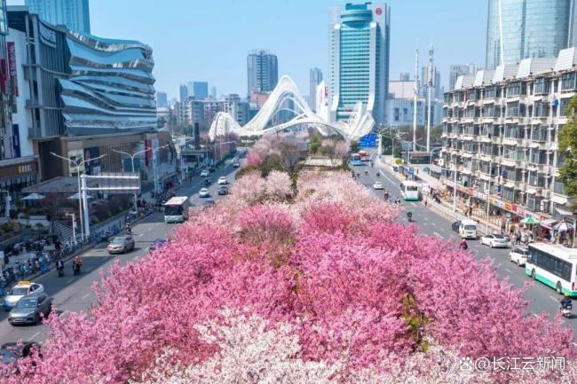 樱花开了 粉色旋风席卷江城
