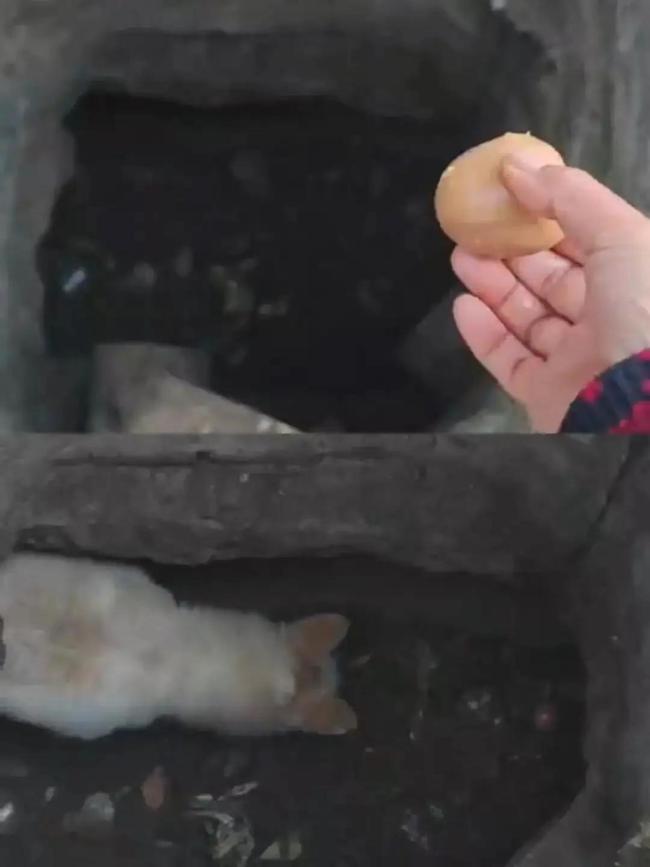 小狗被困井底三个冬天居然胖了 地下世界里的顽强生命