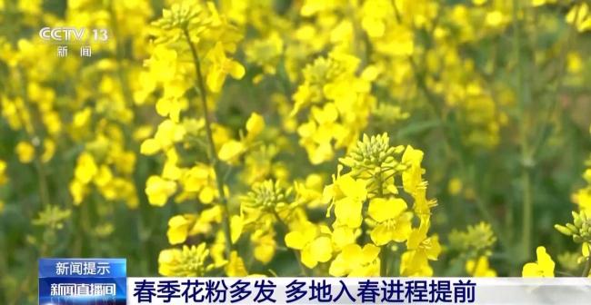 花粉过敏其实与“花”无关 风媒花才是元凶