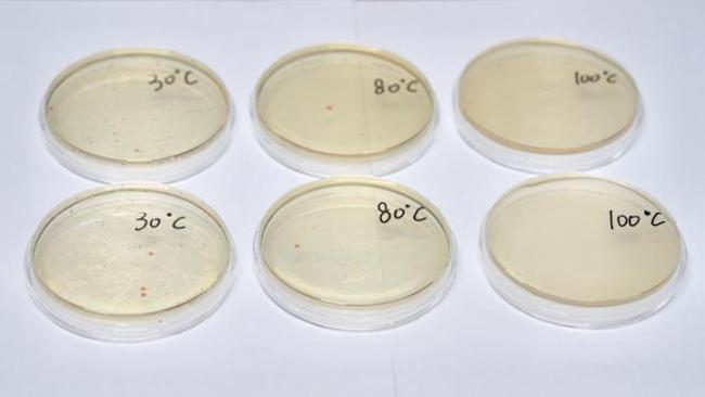 餐前烫碗是仪式感还是真管用 实验揭秘真相