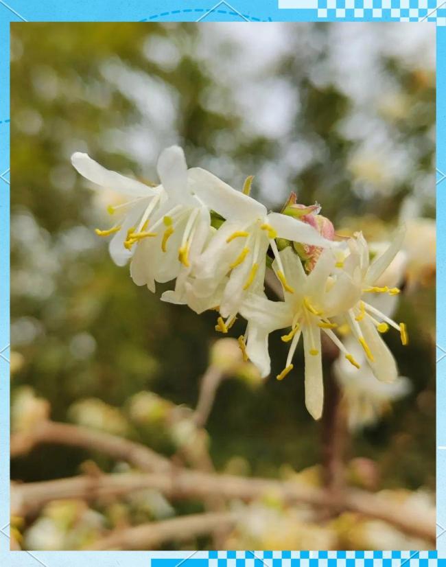 错过再等一年!北京这些地方马上“爆火”,打卡点来了——2026早春花讯全揭秘