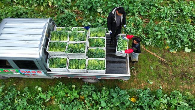 这款名字有点特别的蔬菜为何爆火了 药食同源新宠儿