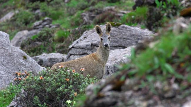 “麝香买卖案”四人落网 二审判了